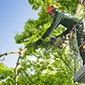 Tree Surgeon Services